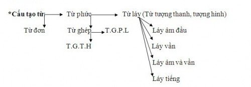 cấu tạo từ